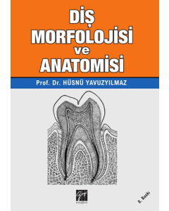 Diş Morfolojisi ve Anatomisi