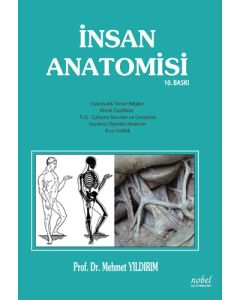 İnsan Anatomisi