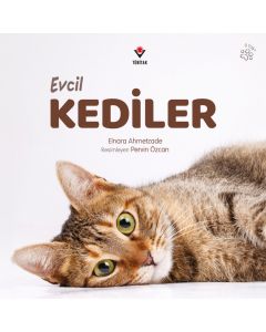 Evcil Kediler